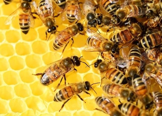 Правителството на САЩ одобри за употреба първата в света ваксина